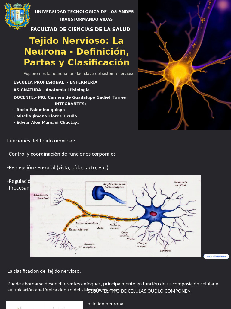 Neurona: Estructura y Funciones Clave | PDF | Neurona | Sinapsis