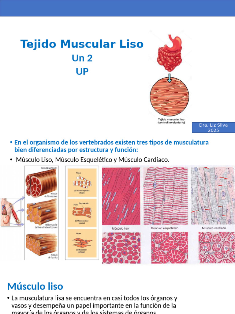 Musculo Liso Un 2 | PDF | Músculo | Actina