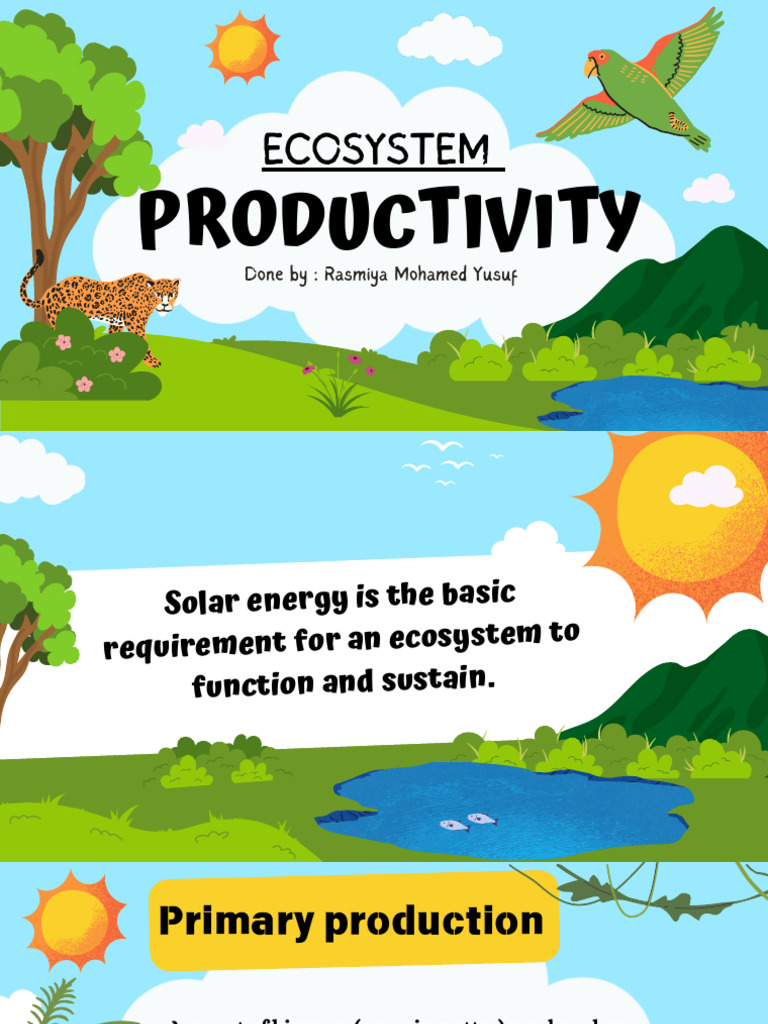 Understanding Primary Productivity in Ecosystems | PDF | Primary ...