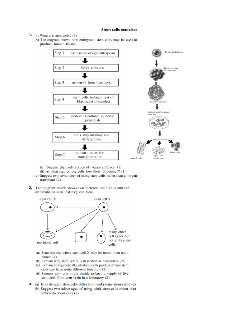 Stem Cells Exercises | PDF