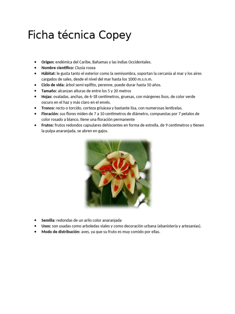 Ficha Técnica del Copey: Cuidados y Usos | PDF | Botánica | Plantas