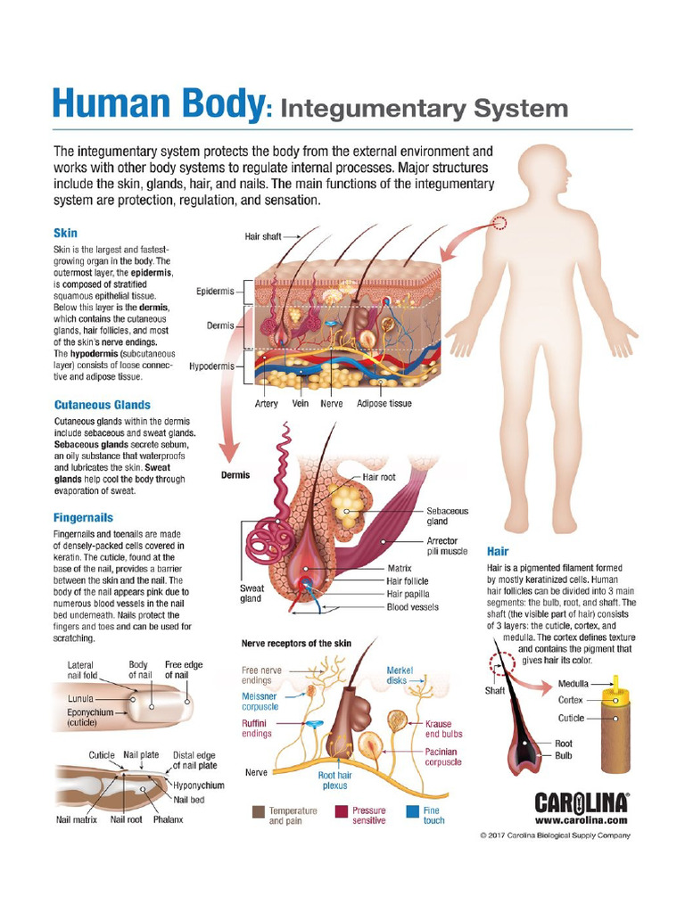 Integumentary System | PDF