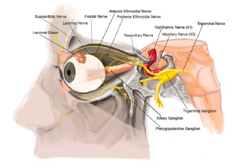 Eye - Labels New | PDF