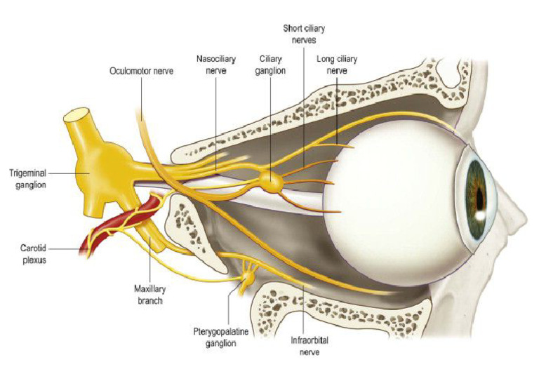 Eye Labels | PDF