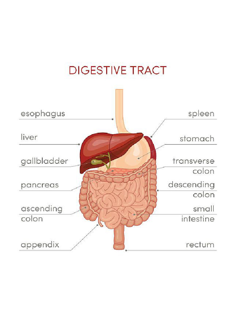 Digestive Track | PDF
