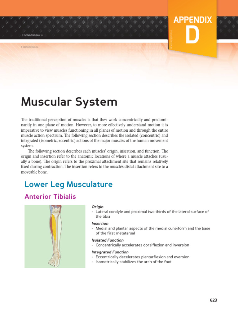 Muscle Functions and Anatomy Overview | PDF | Lower Limb Anatomy | Joints