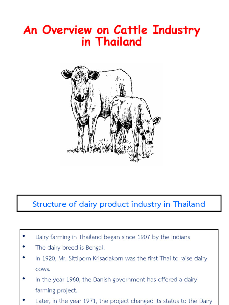 Cattle Industry Overview in Thailand | PDF | Cattle | Dairy Cattle