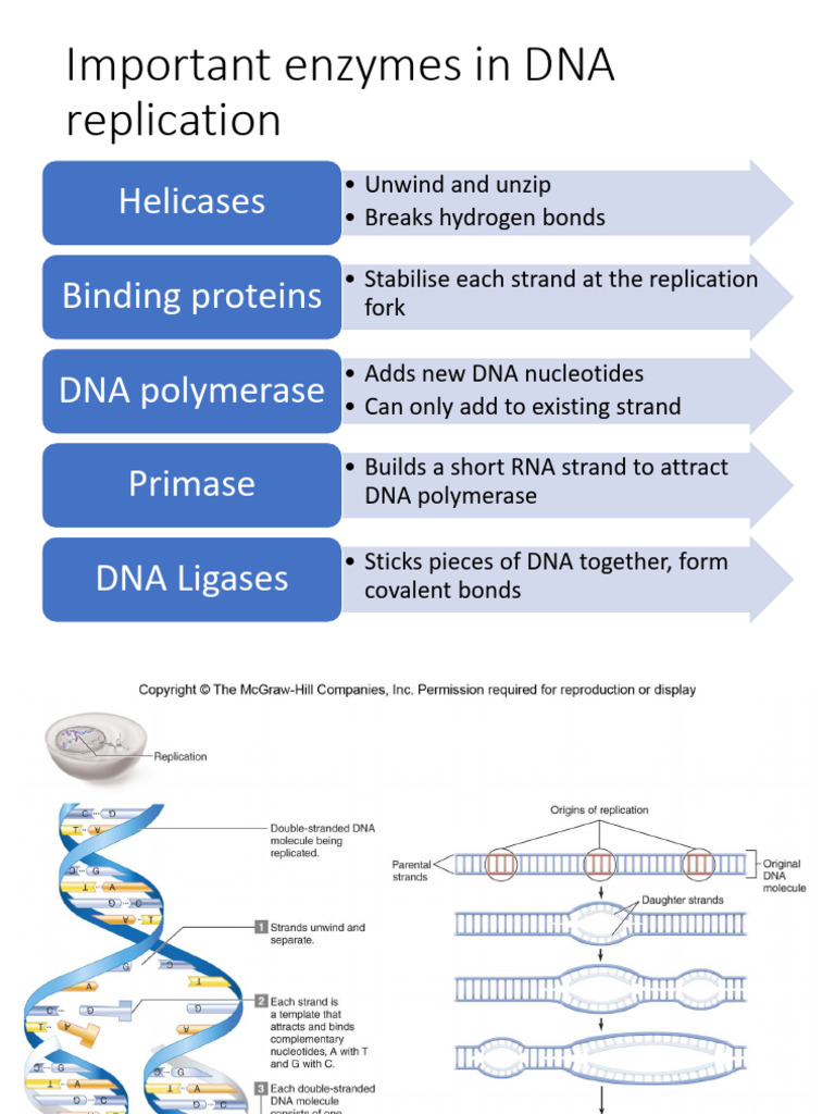 3 Protein Synthesis 1 | PDF | Messenger Rna | Rna