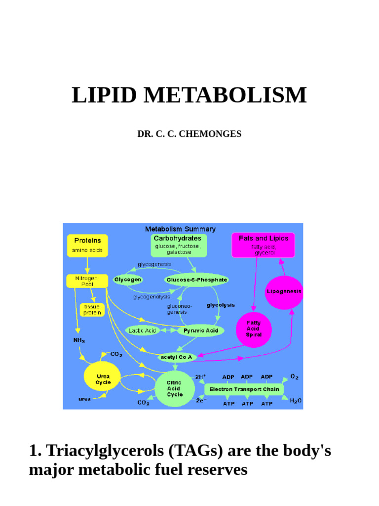 Understanding Lipid Metabolism Processes | PDF | Diet & Nutrition ...