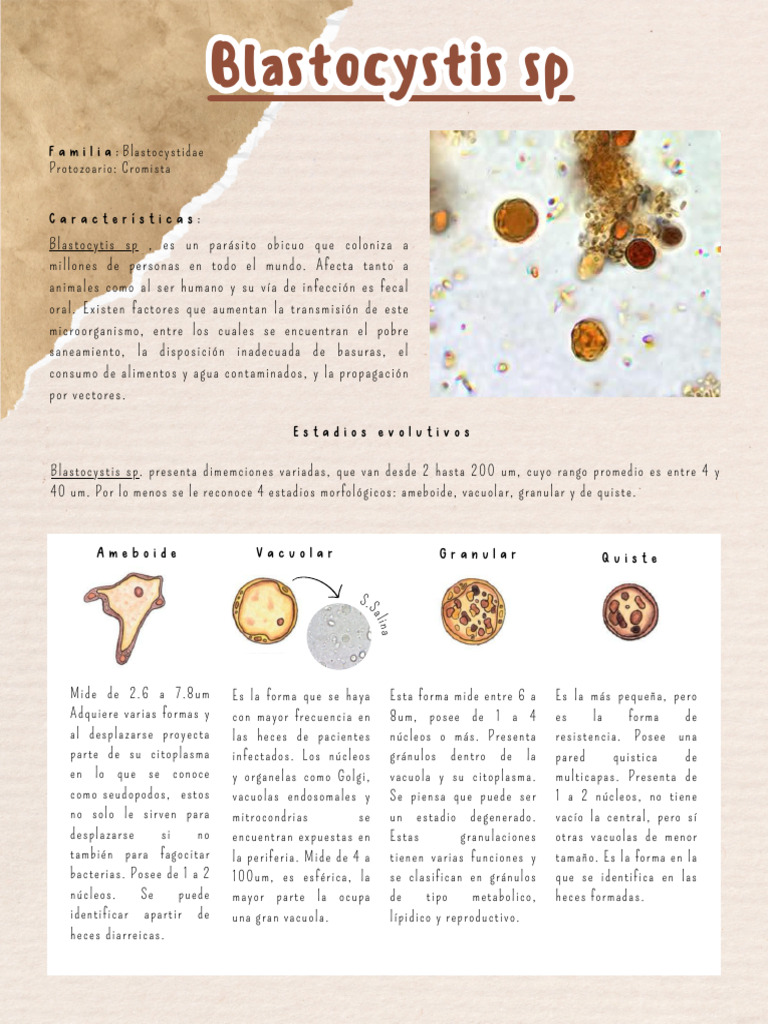 Blastocystis sp: Características y Diagnóstico | PDF | Diarrea ...