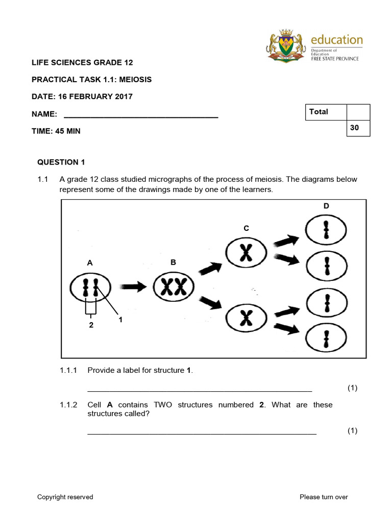 Grade 12 Meiosis Practical Task | PDF | Meiosis | Genetics