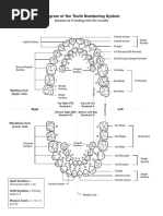 Tooth Numbering System Diagram | PDF | Tooth | Dental Anatomy