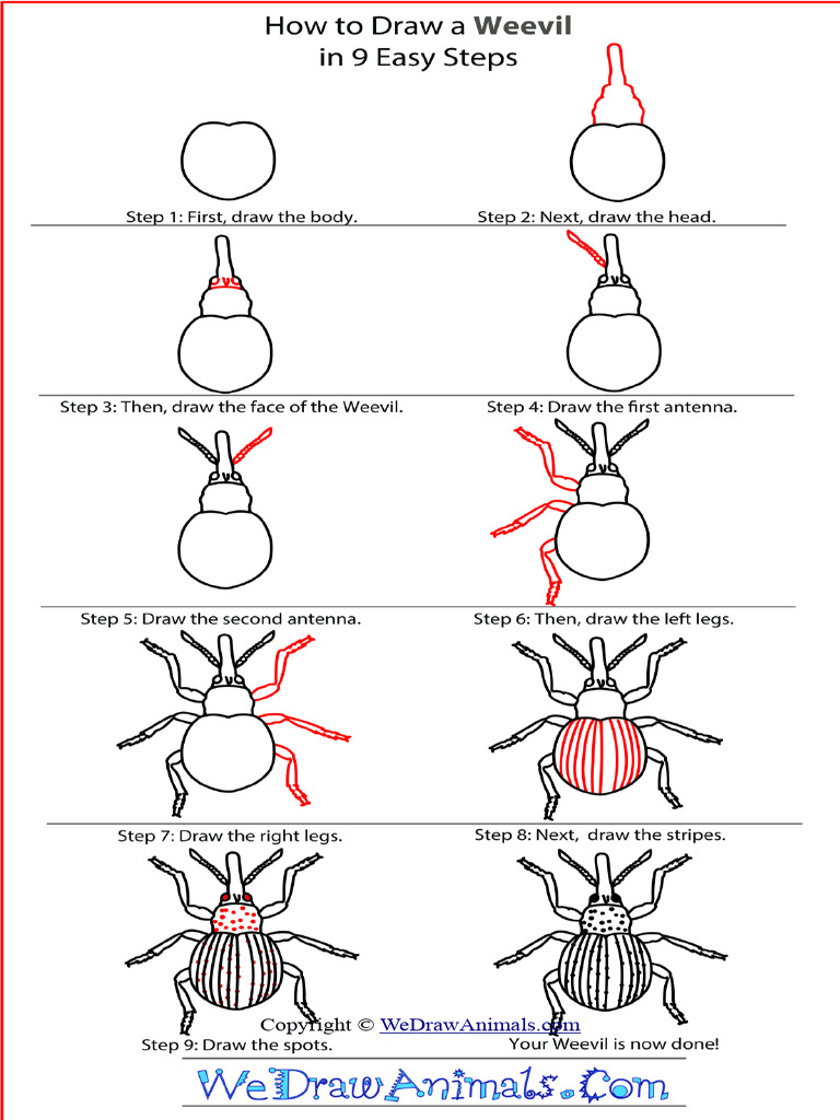 Weevil | PDF