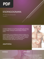 Videofluoroscopía de la Deglución: Procedimiento | PDF | Anatomía