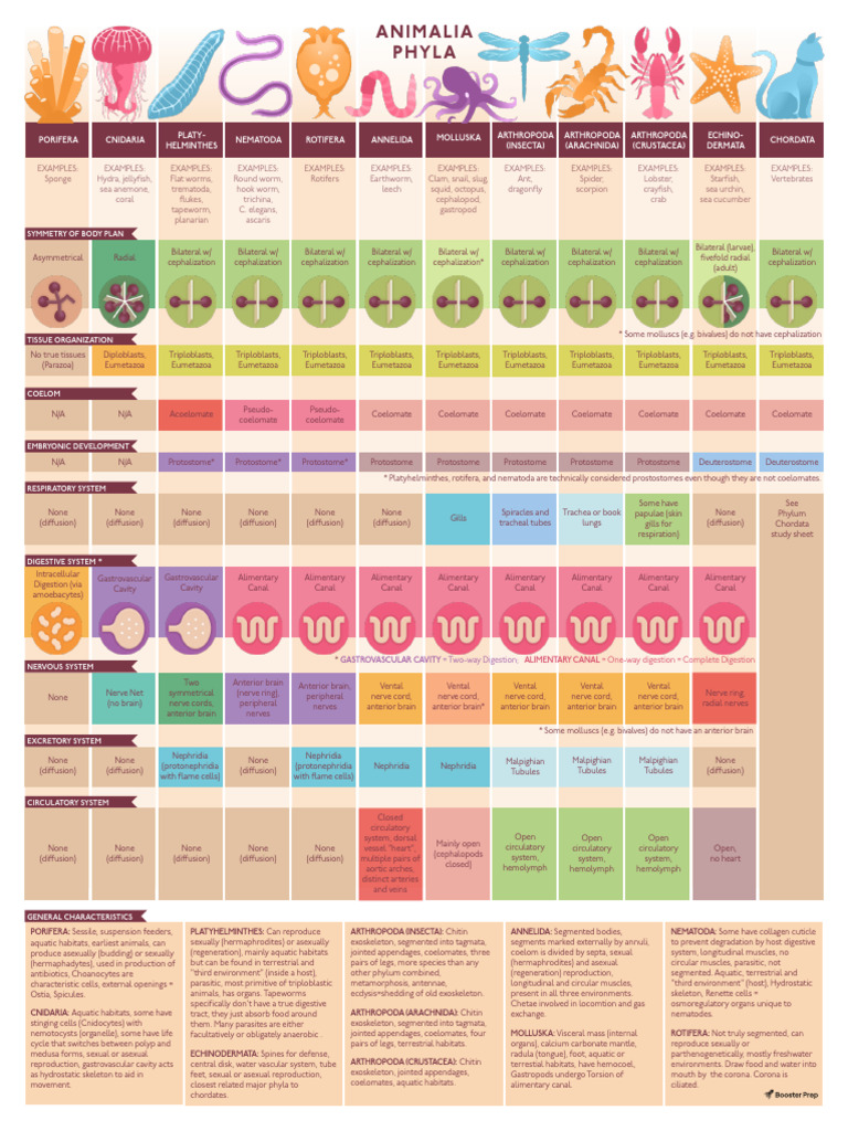 Overview of Animalia Phyla Characteristics | PDF | Mollusca ...