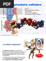 122 - Respirazione Cellulare