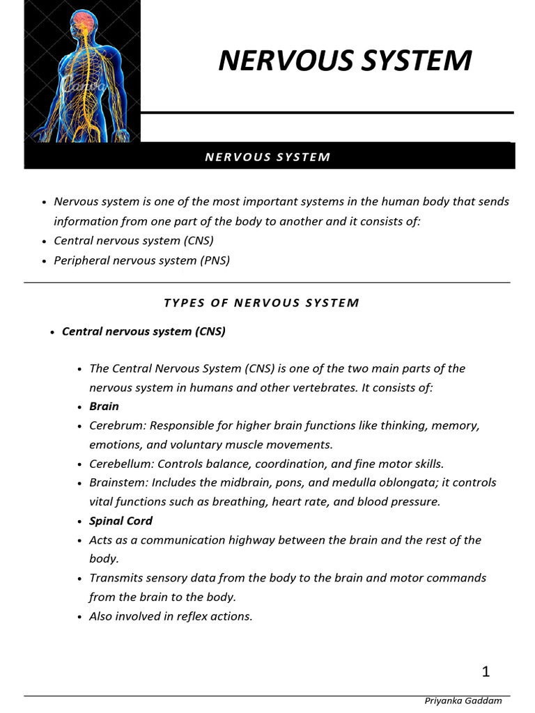 Overview of the Nervous System | PDF | Central Nervous System | Nervous ...