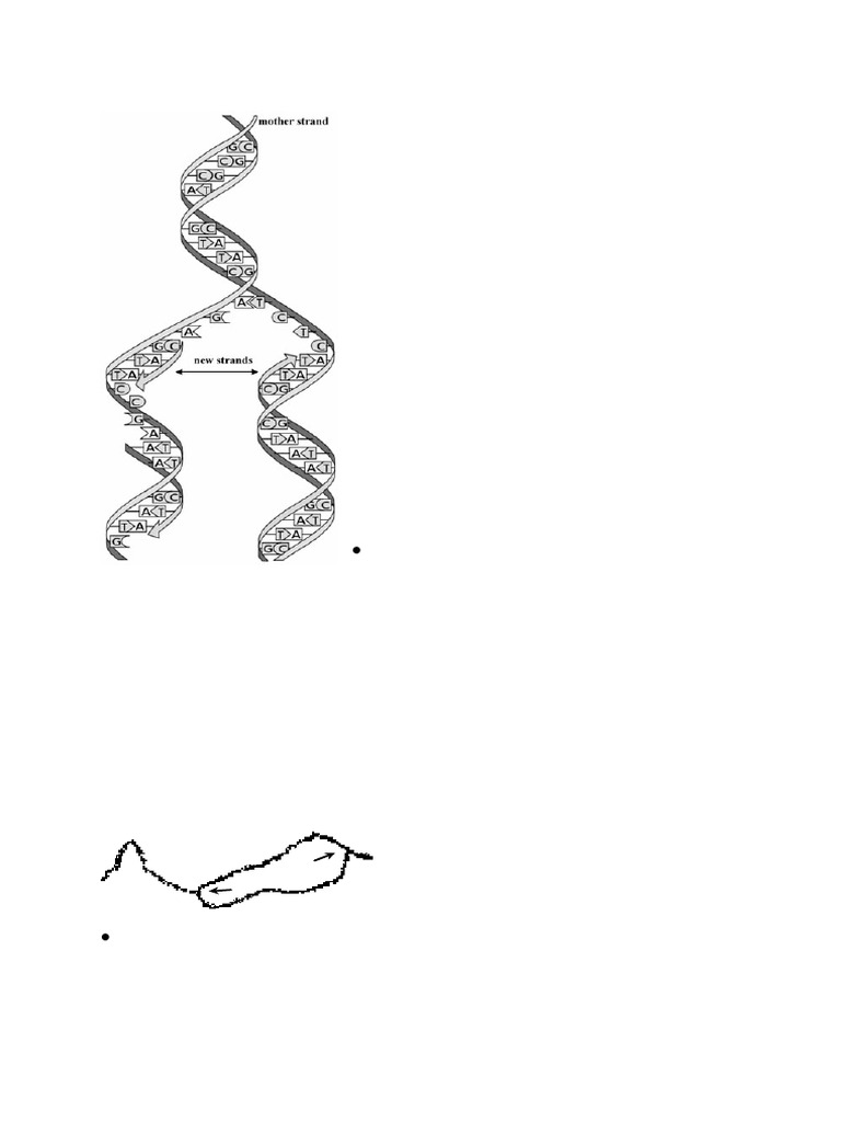 DNA Replication Process Explained | PDF | Dna Replication | Dna