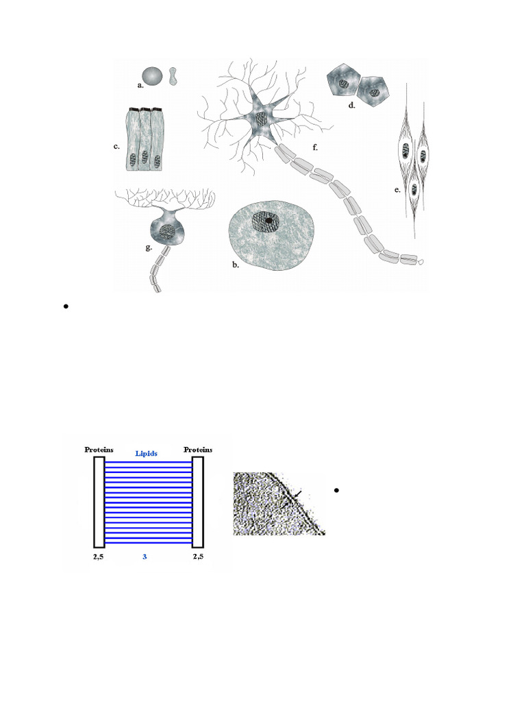 Cell Membrane Structure and Functions | PDF