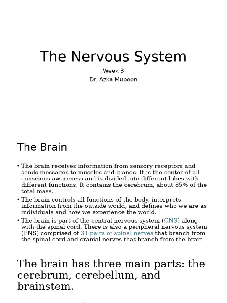 The Nervous System, Week 3 | PDF | Cerebrum | Central Nervous System