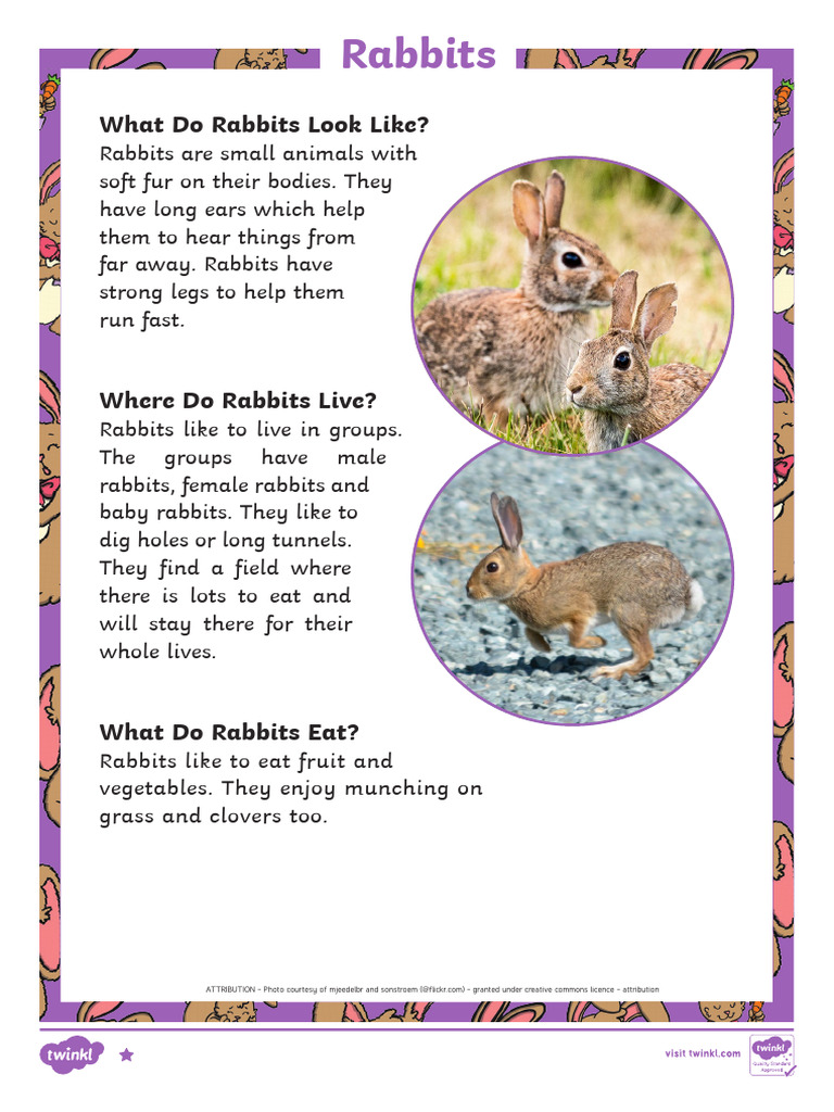 Fun Rabbit Facts for Kids | PDF | Rabbit | Zoology
