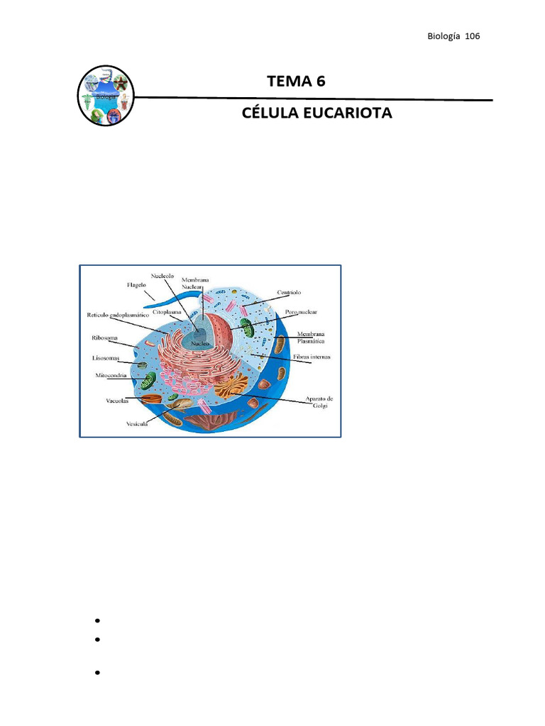 Estructura y Funciones de Células Eucariotas | PDF | Retículo ...
