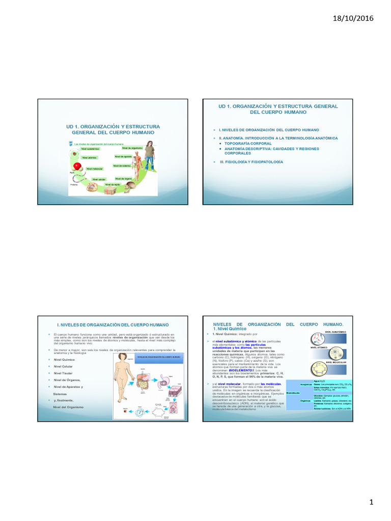 Niveles de Organización del Cuerpo Humano | PDF | Abdomen | Términos ...