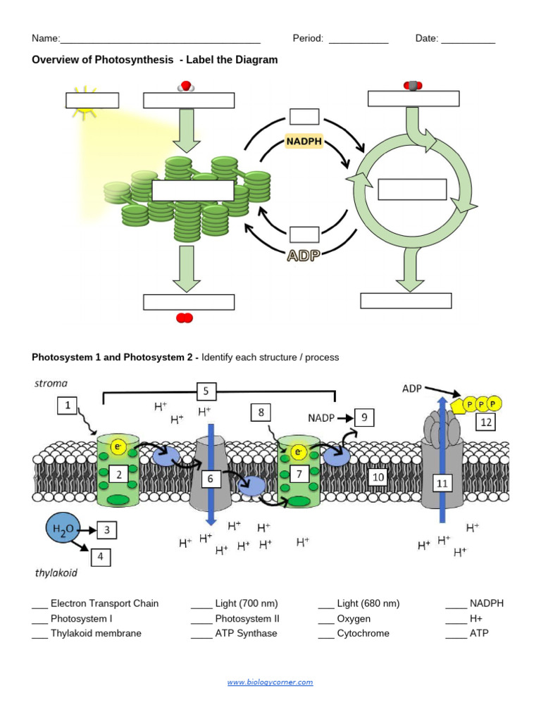 Photosynthesis Labeling | PDF
