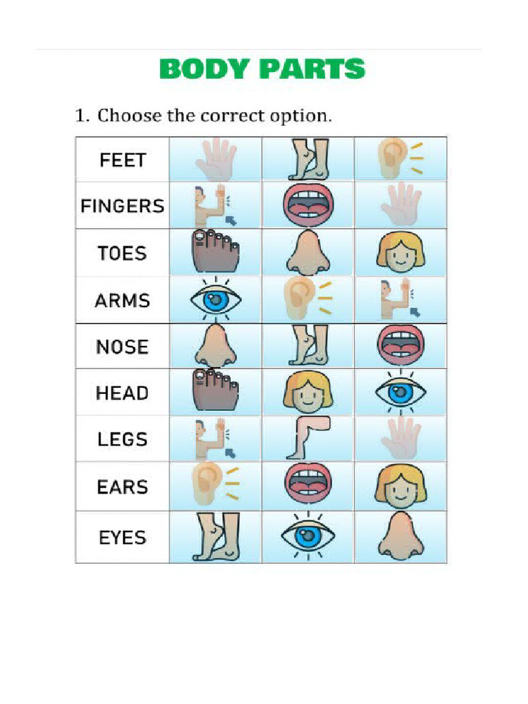 Body Parts | PDF