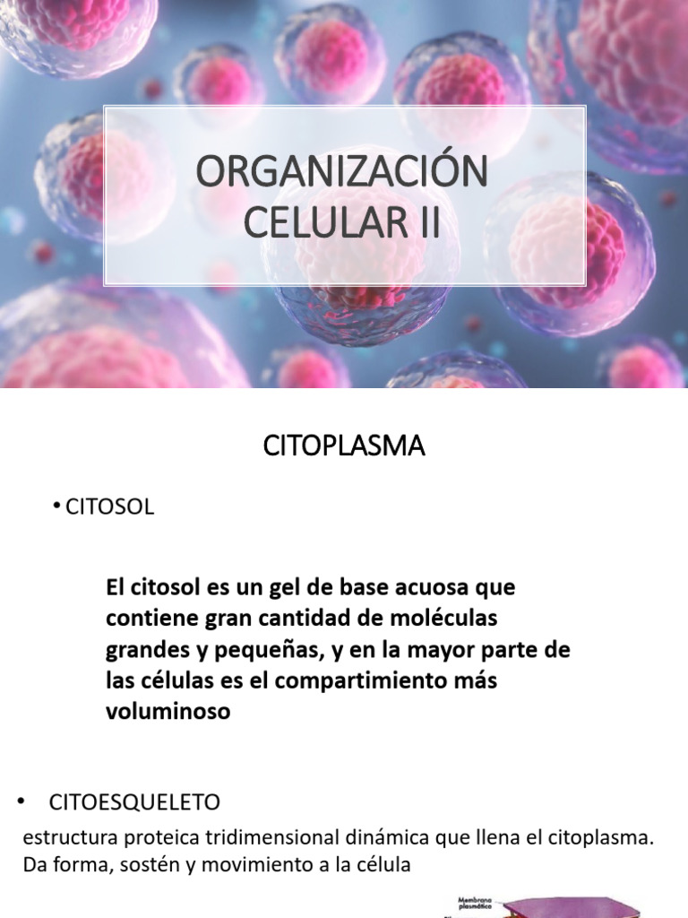 Estructura y Función del Citoplasma Celular | PDF | Biología Celular ...