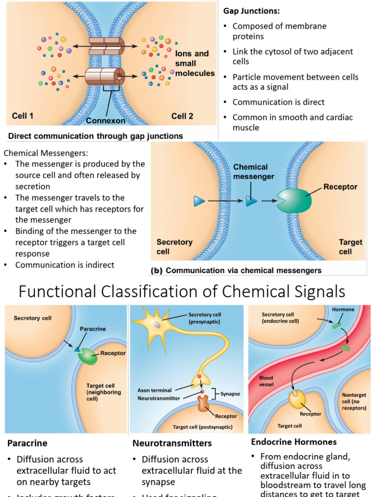 Post-Lecture 17 Endocrine System - Removed | PDF | Cell Signaling ...