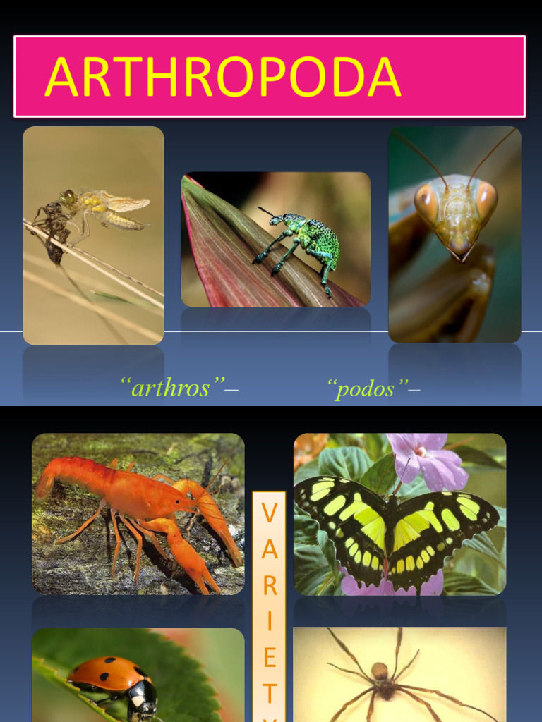 General Characteristics of Arthropoda | PDF