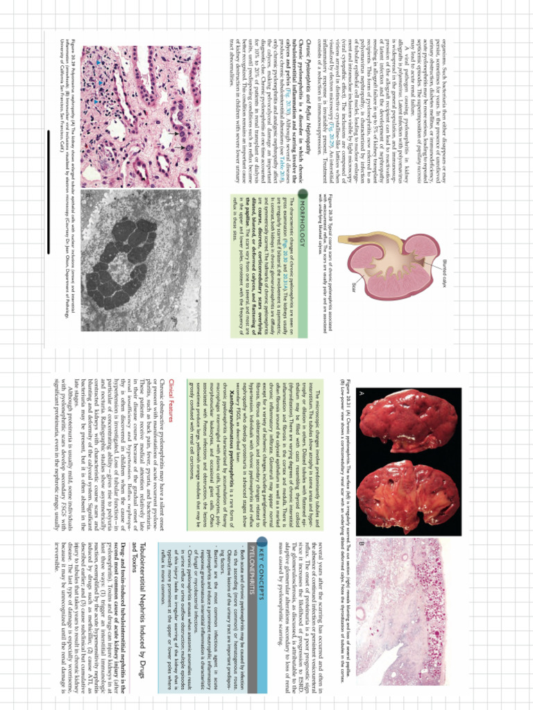 Notes Skin and Kidney | PDF