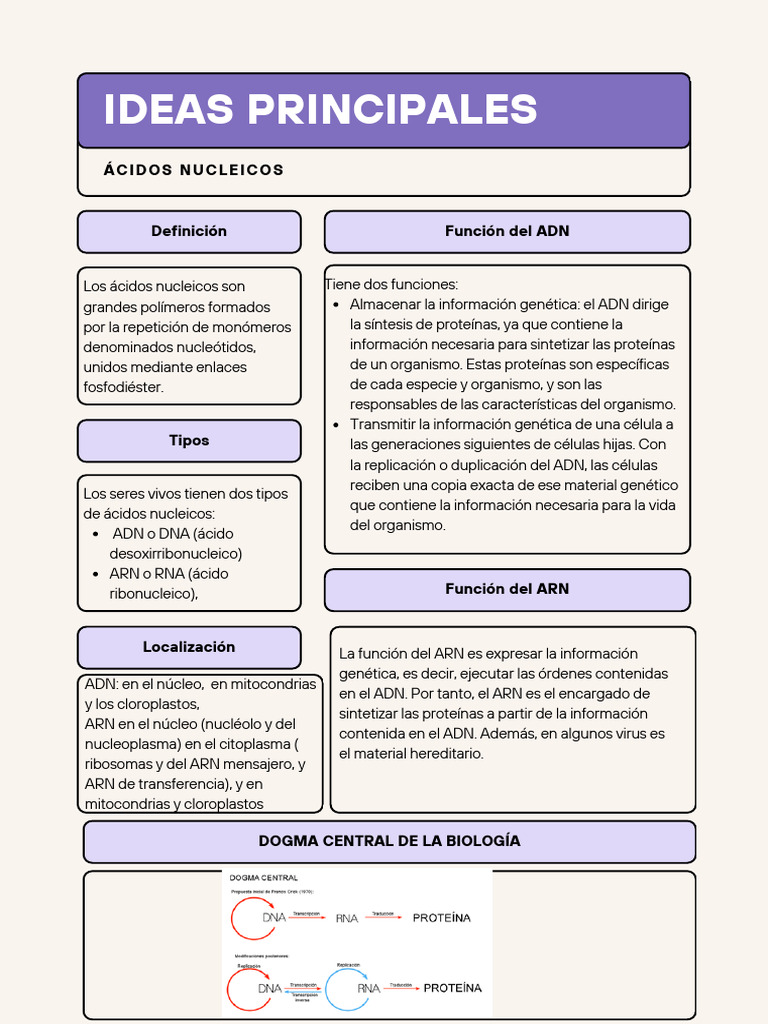 Estructura y Función de Ácidos Nucleicos | PDF | Rna | Cromosoma