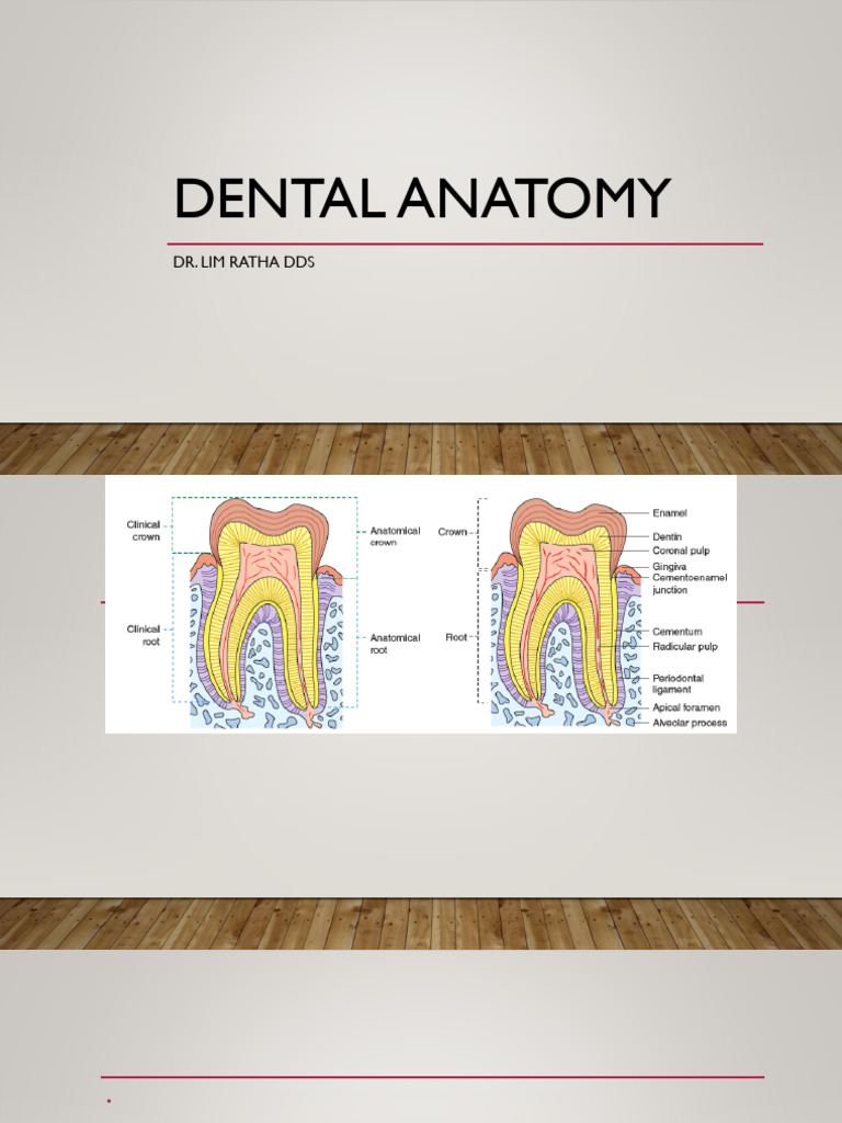 Anatomical vs Clinical Crown Explained | PDF | Human Tooth | Dentin