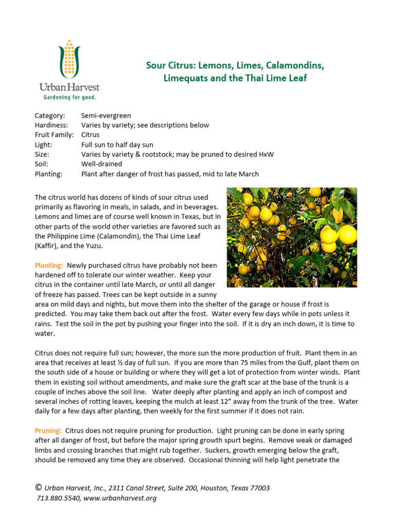 Sour Citrus Lemons Limes Calamondins Limequats 2020 | PDF | Citrus | Lemon