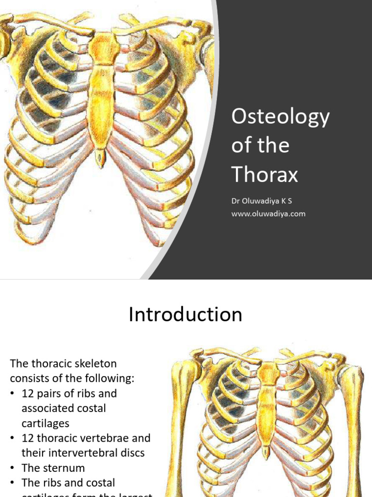 Osteology of the Thorax Explained | PDF | Vertebra | Skeletal System