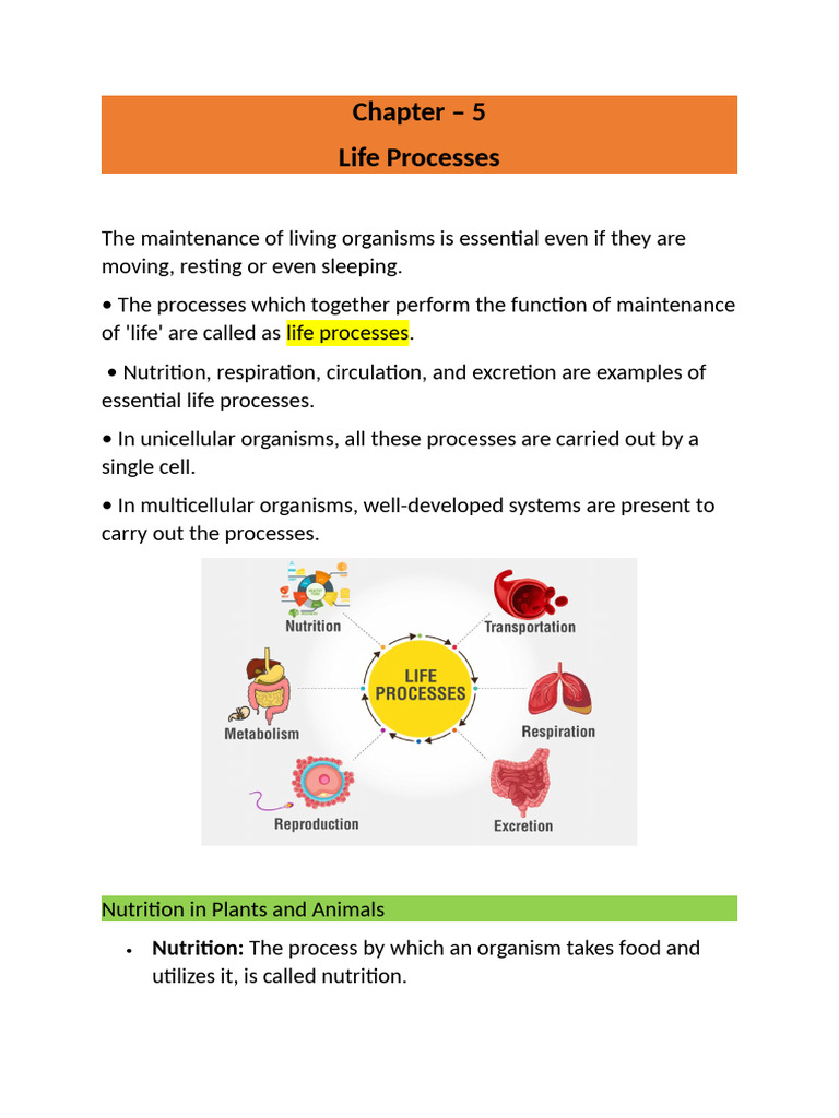 Life Processes - CBSE 10th Biology Notes | PDF | Cellular Respiration ...