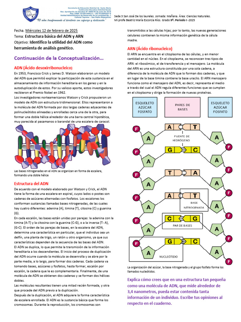 Estructura y Función del ADN y ARN | PDF | Adn | Codigo genetico
