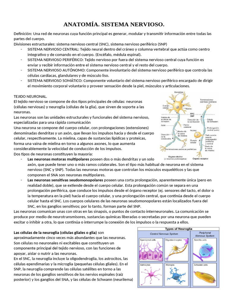 Anatomía del Sistema Nervioso | PDF | Sistema nervioso | Neurona