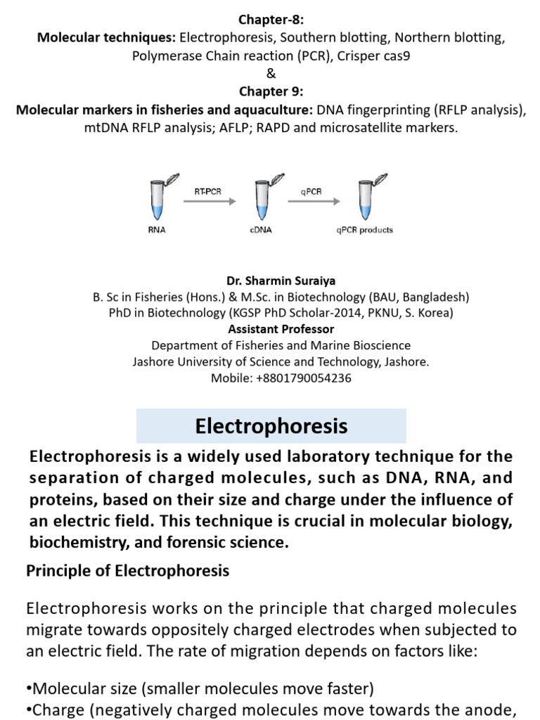 Molecular Techniques in DNA Analysis | PDF | Polymerase Chain Reaction ...