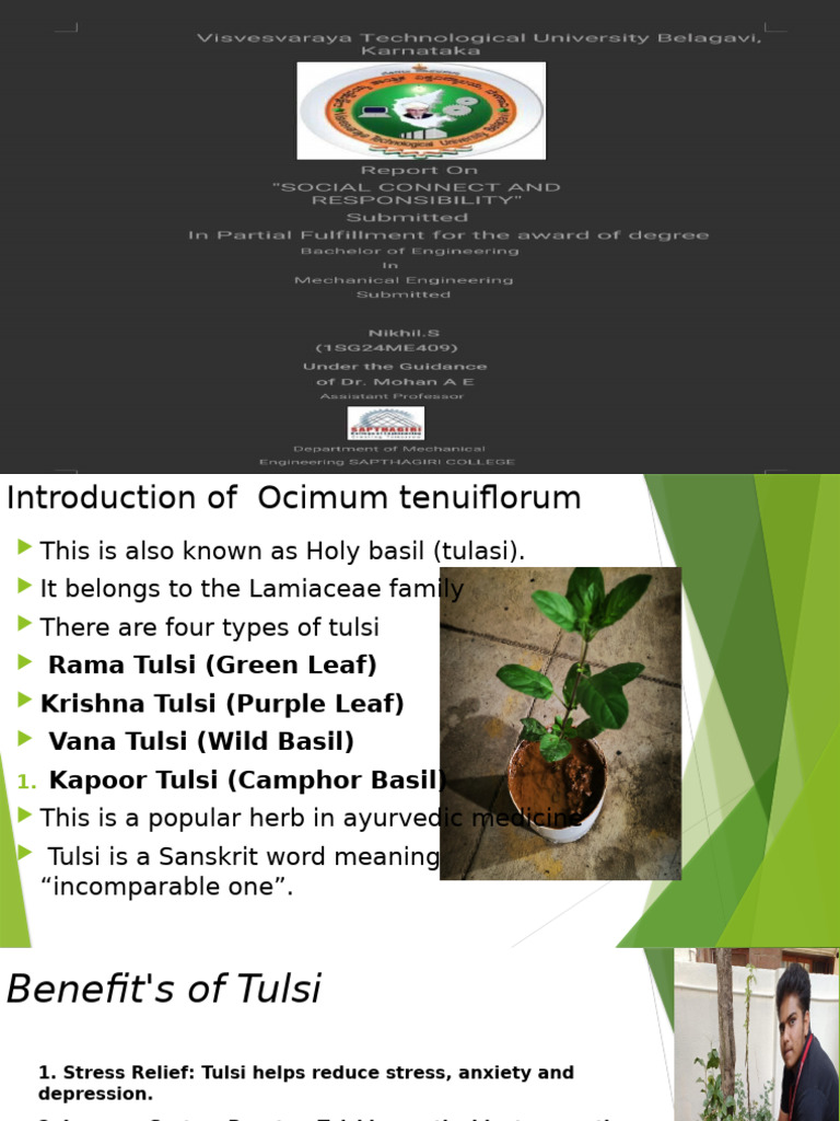 Introduction to Tulsi (Ocimum Sanctum) | PDF