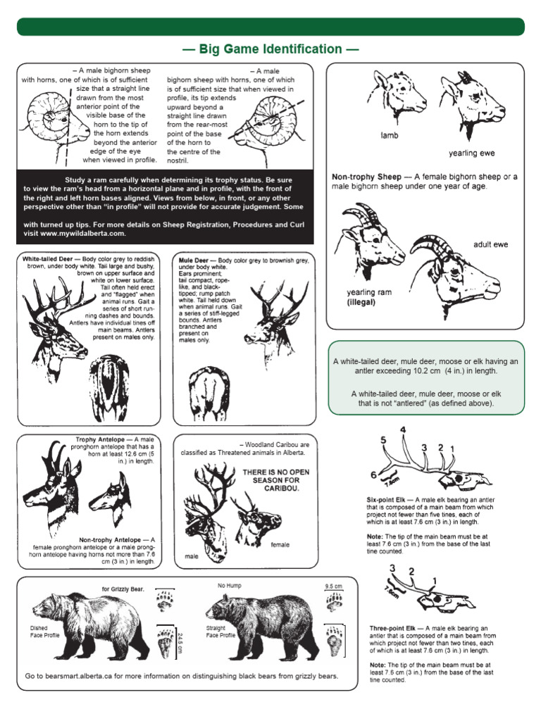 Alberta Big Game Hunting Regulations | PDF | Bowhunting | Deer
