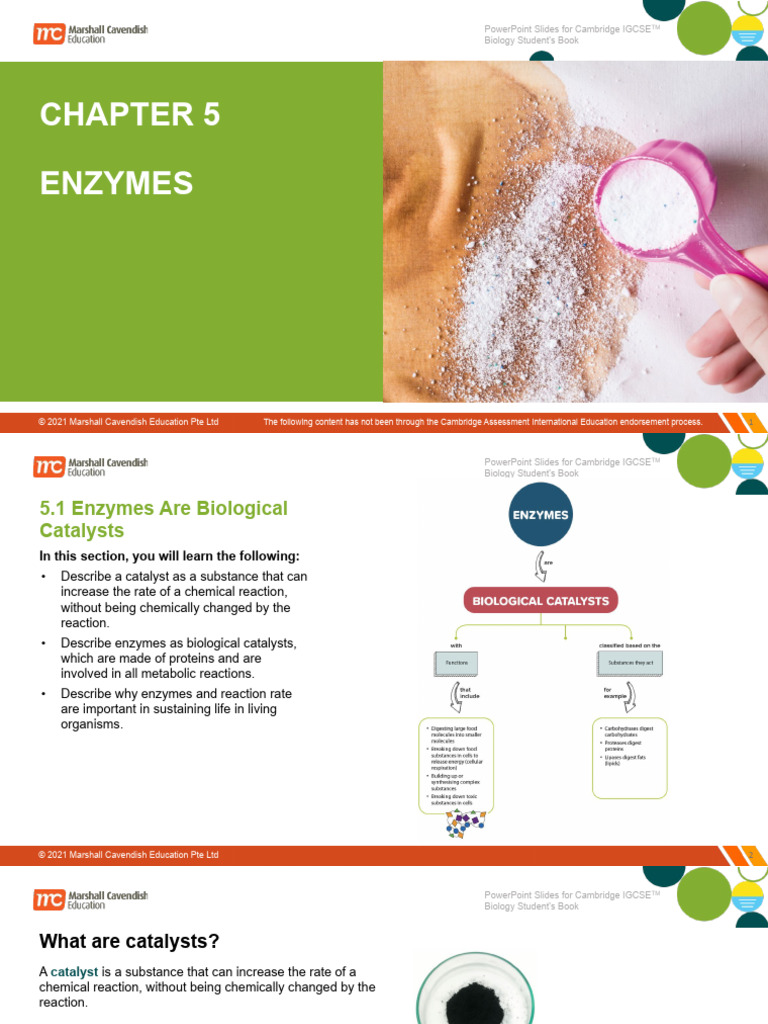 Enzyme Activity and pH Effects | PDF | Enzyme | Active Site