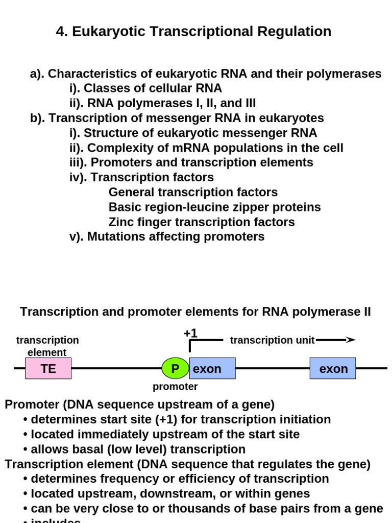 Transcription in Eukaryotes | PDF | Promoter (Genetics) | Gene