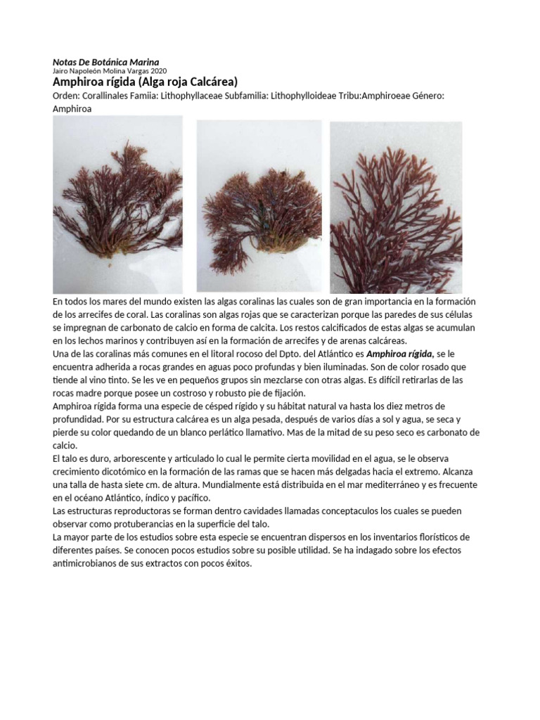 Amphiroa rígida: Alga roja calcárea | PDF