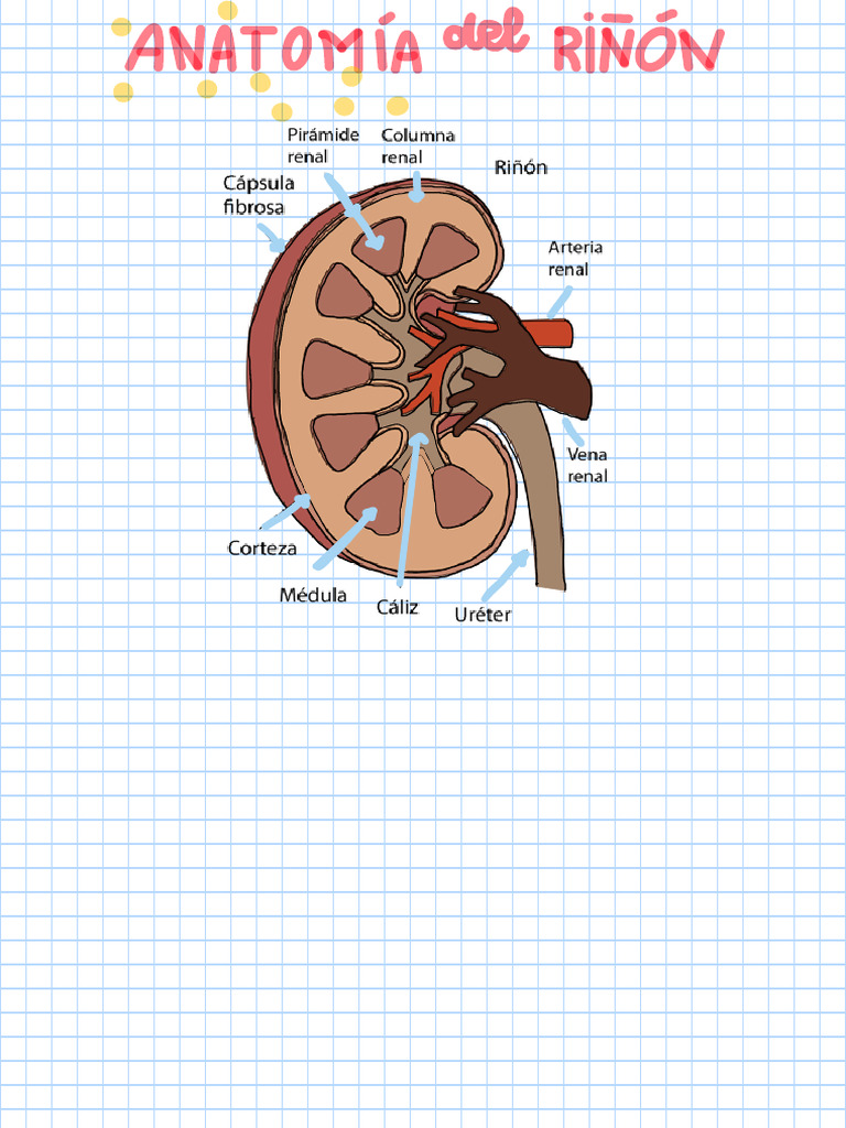 08 Anatomía Del Riñón | PDF