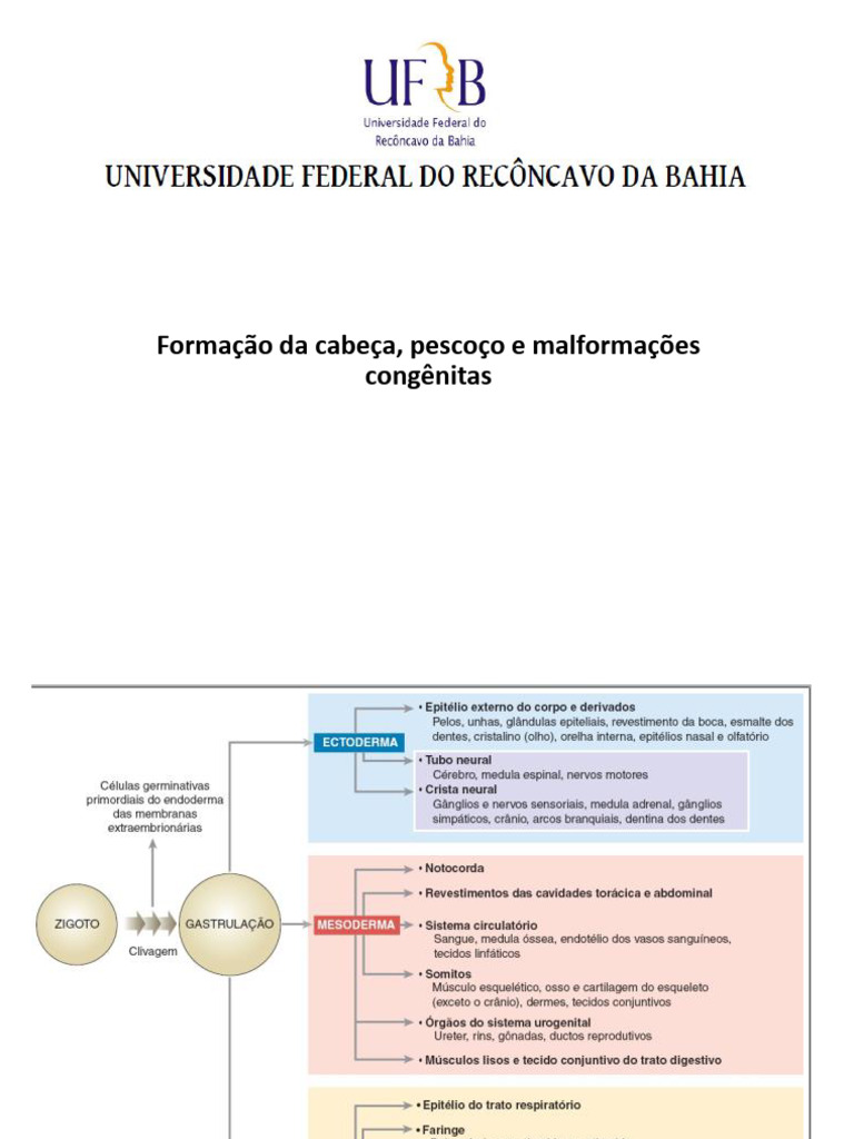 Formação da Cabeça e Pescoço: Malformações | PDF | Cabeça e pescoço ...