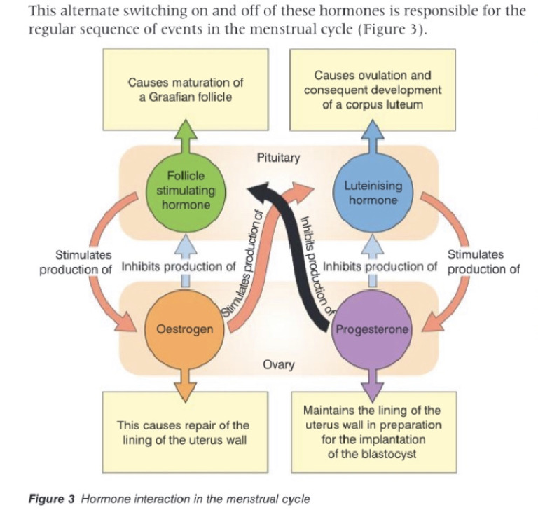 Hormones & The Menstrual Cycle | PDF