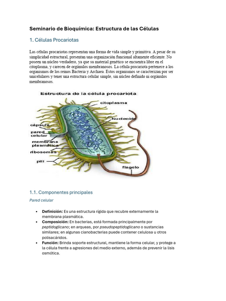 Estructura de Células Procariotas y Eucariotas | PDF | Biología Celular ...